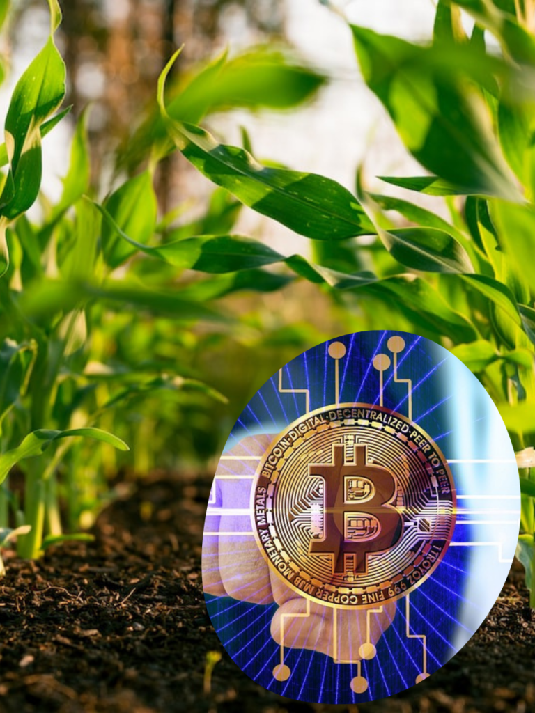 a field with young plants growing; Inset of Bitcoin in a digital design