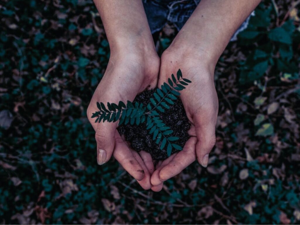 two hands holding a handful of soil with a young plant over a forest floor