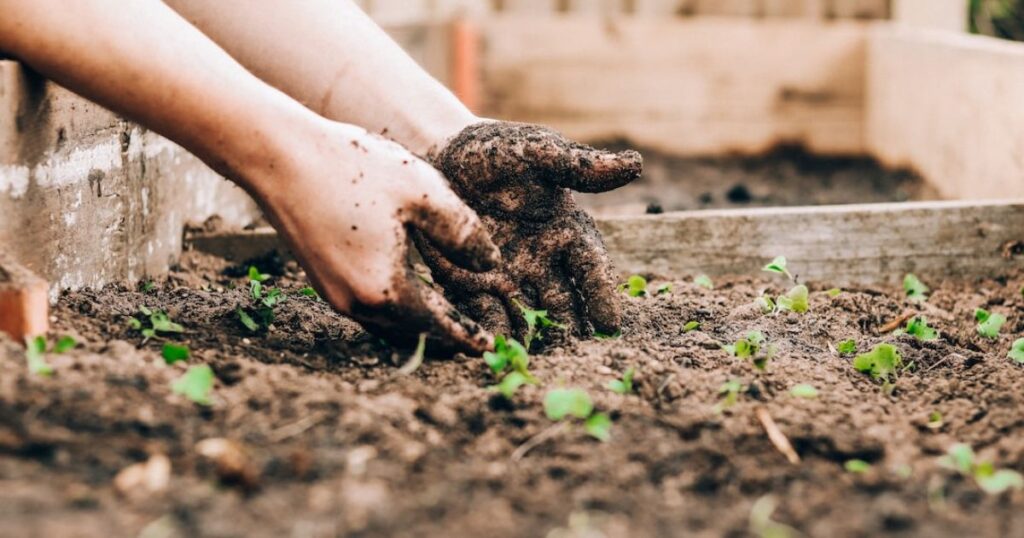 Two hands digging in garden soil nurturing young green seedlings just as investors nurture their beginning investments