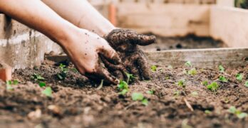 Two hands digging in garden soil nurturing young green seedlings just as investors nurture their beginning investments