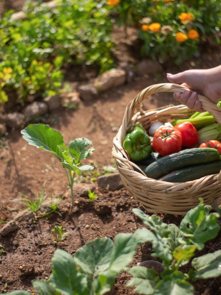 A basket of vegetables being harvested from the garden’s mature crops much like investors gather income and resources from the plans they developed